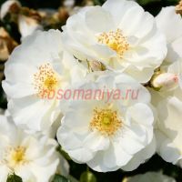 Офалия (Ophalia)