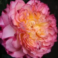 Перл де Кристал де Аккордеон Меджин(Perle de Сristal des Аccordeons Maugein)