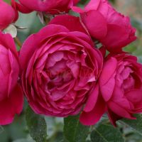 Сибэль (Cybelle)