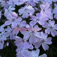 Флокс Г.Ф. Вилсон шиловидный