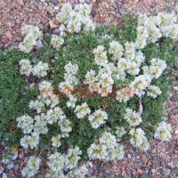 Паронихия подушковидная (Paronychia pulvinata)