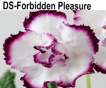 DS-Forbidden Pleasure (Диметрис)  НОВИНКА КАТАЛОГА