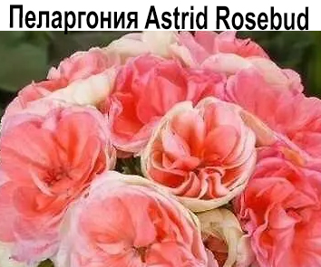 Пеларгония розебудная Астрид