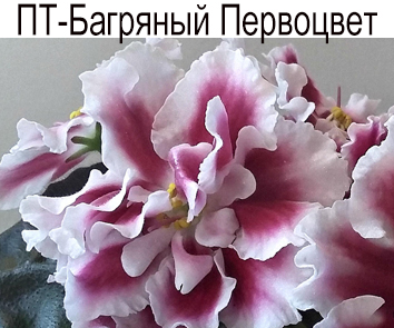 ПТ-Багряный  Первоцвет (Пугачева)