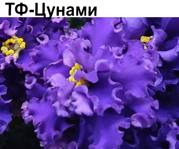 ТФ-Цунами (Фурлетова)  НОВИНКА КАТАЛОГА