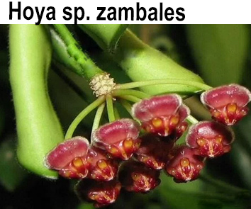 Хойя sp. Zambales