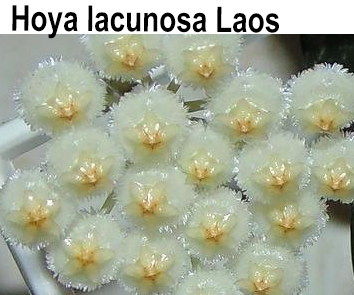 Hoya Lacunosa Laos