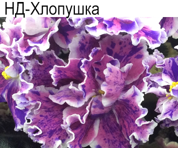 НД-Хлопушка (Данилова-Суворова)
