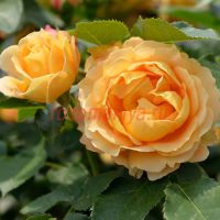 Дольче Вита (Dolce Vita1)