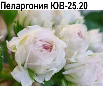Пеларгония розебудная компактная ЮВ-25 20  НОВИНКА КАТАЛОГА