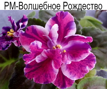 РМ-Волшебное Рождество (Скорнякова)