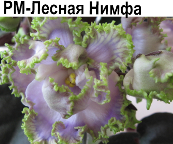 РМ-Лесная Нимфа (Скорнякова)