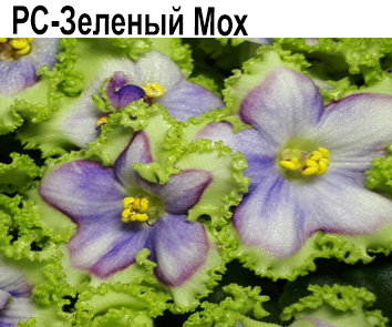 РС-Зеленый Мох (Репкина)