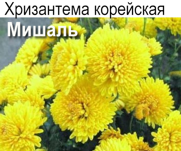 Хризантема корейская Мишаль