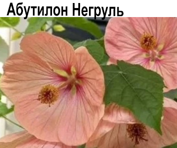 Абутилон Негруль