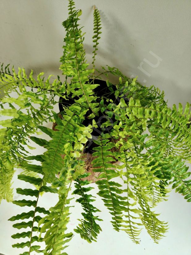 Нефролепис Тайгер Вариегатный (Tiger Fern)