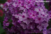 Флокс 'Валентиновка' / Phlox 'Valentinovka'