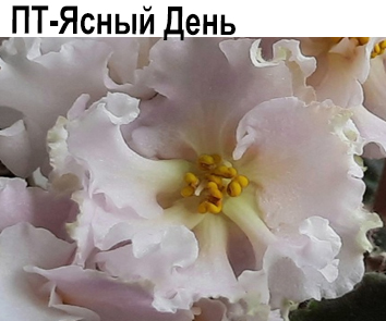 ПТ-Ясный День (Пугачева)  НОВИНКА КАТАЛОГА