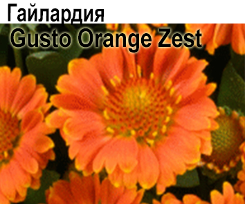 Гайлардия Gusto Orange Zest многолетник