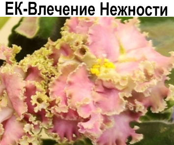 ЕК-Влечение Нежности (Коршунова)  НОВИНКА КАТАЛОГА