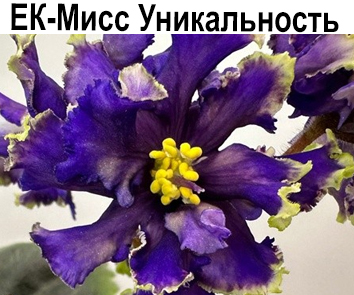 ЕК-Мисс Уникальность (Коршунова)