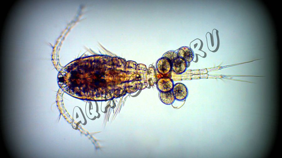 Морской зоопланктон Apocyclops panamensis