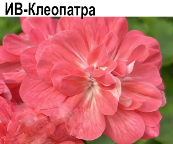 Пеларгония розебудная ИВ-Клеопатра  НОВИНКА КАТАЛОГА