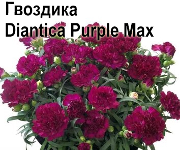 Гвоздика многолетняя Diantica Purple Max