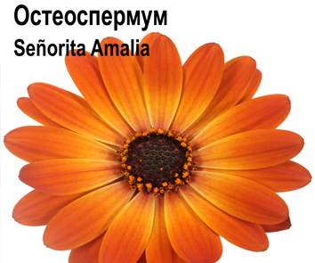 Остеоспермум Seniorita Amalia оранжевый