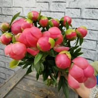 Пионы Coral Кораллф