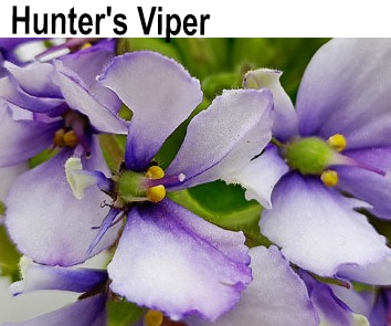 Hunter' Viper  НОВИНКА КАТАЛОГА