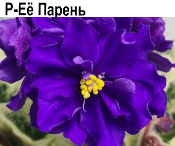 Р-Ее Парень (В.Зуб)  НОВИНКА КАТАЛОГА