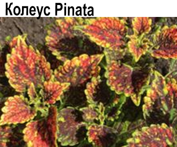 Колеус Pinata