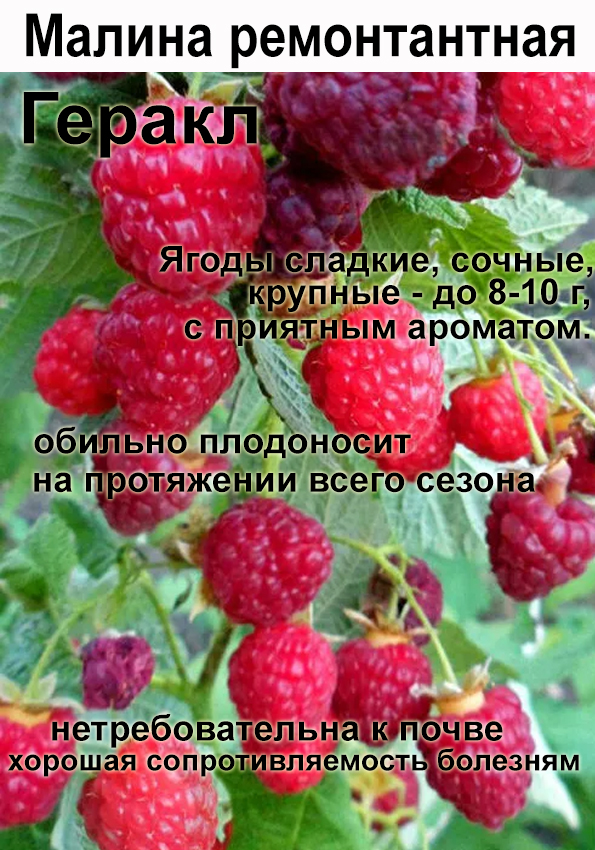 Малина садовая Геракл (ремонтантная)