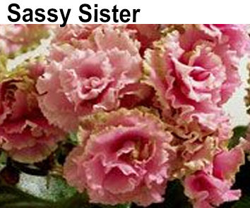 Sassy Sister  НОВИНКА КАТАЛОГА