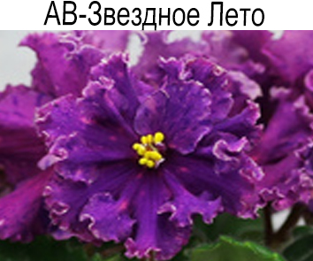 АВ-Звездное Лето  НОВИНКА КАТАЛОГА