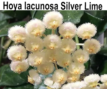 Хойя Lacunosa  Silver Lime  НОВИНКА КАТАЛОГА