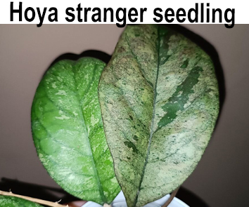 Хойя Stranger Seedling  НОВИНКА КАТАЛОГА