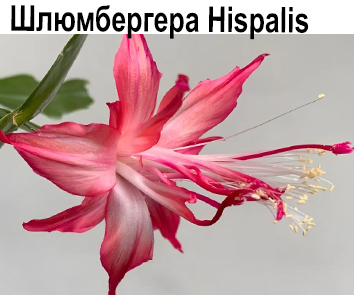 Шлюмбергера Hispalis  НОВИНКА КАТАЛОГА