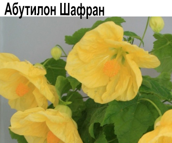 Абутилон Шафран