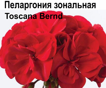 Пеларгония зональная Toscana Bernd