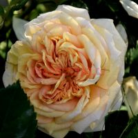Алхимист (Alchymist) ЗКС