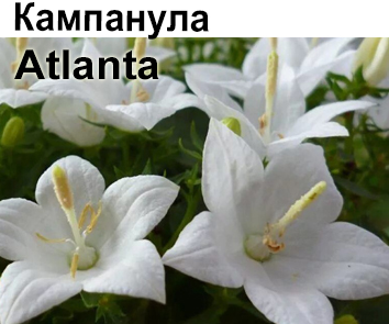 Кампанула  Atlanta