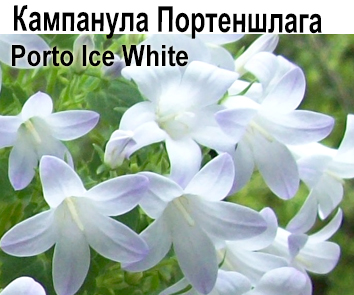 Кампанула Портеншлага Porto Ice White зимующая