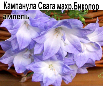 Кампанула Свага махр. Биколор