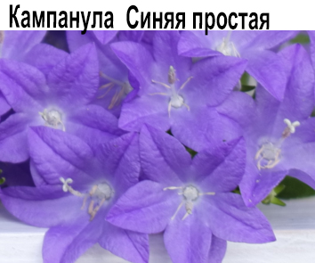 Кампанула синяя простая