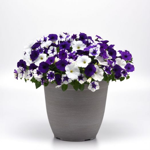 Петуния ампельная (Petunia trayling F1) E3 Easy Wave Deja Vu Mix, 50 драже