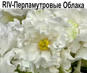 RIV-Перламутровые Облака (И.Растегаева)  НОВИНКА КАТАЛОГА