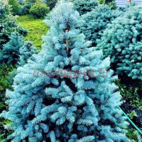 Ель колючая Неон (Picea pungens Neon)