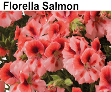 Пеларгония ангельская Florella Salmon